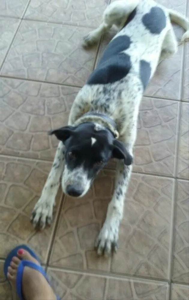 Cachorro ra a Perdigueiro  idade 1 ano nome Duque