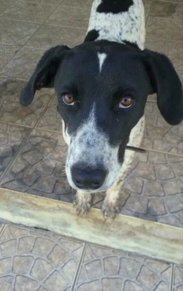 Cachorro ra a Perdigueiro  idade 1 ano nome Duque