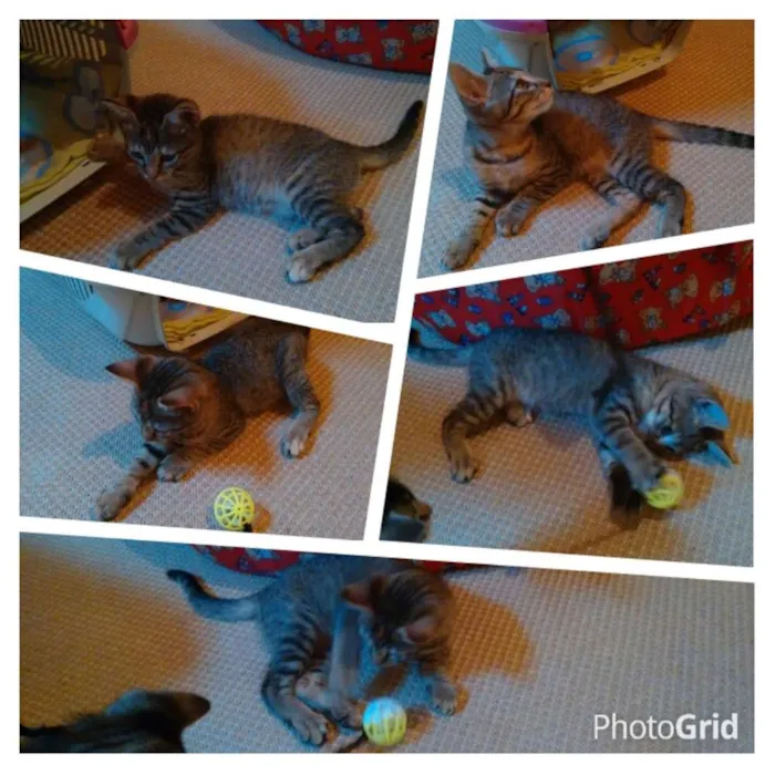 Gato ra a SRD idade 2 a 6 meses nome Adote Safira