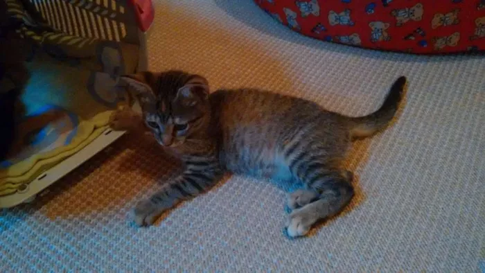 Gato ra a SRD idade 2 a 6 meses nome Adote Safira