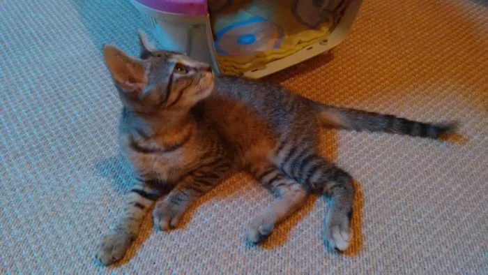 Gato ra a SRD idade 2 a 6 meses nome Adote Safira