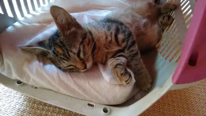 Gato ra a SRD idade 2 a 6 meses nome Adote Safira