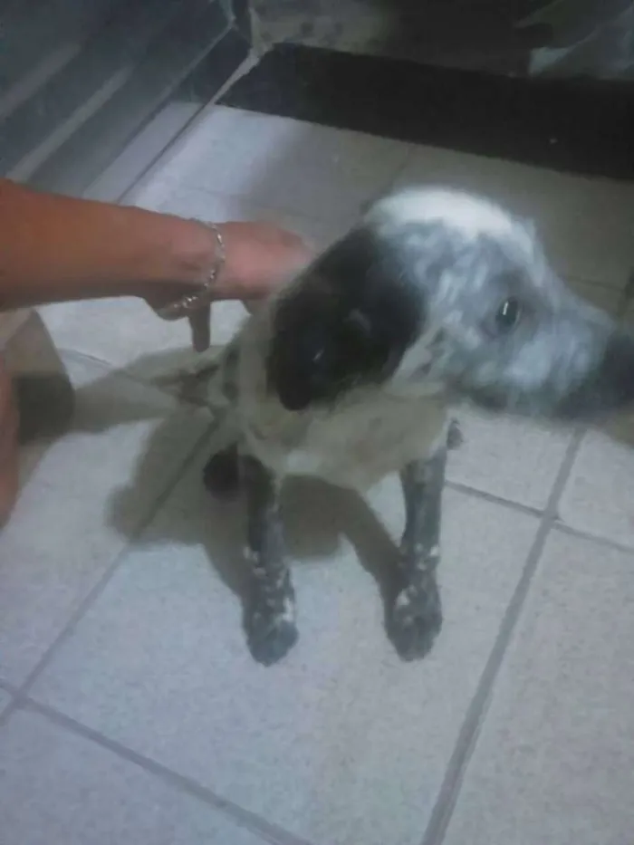 Cachorro ra a NRD idade 2 a 6 meses nome Fiona