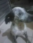 Fiona