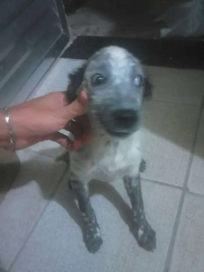 Cachorro ra a NRD idade 2 a 6 meses nome Fiona