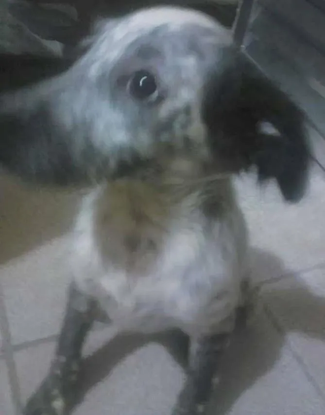 Cachorro ra a NRD idade 2 a 6 meses nome Fiona