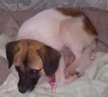 Cachorro ra a Vira lata idade 7 a 11 meses nome Pitica