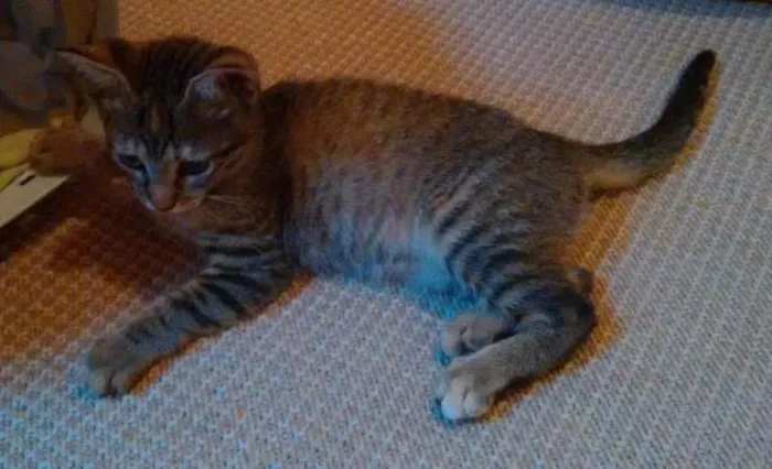 Gato ra a SRD idade 2 a 6 meses nome Adote Safira