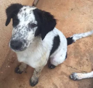 Cachorro raça Perdigueiro  idade 1 ano nome Duquesa 