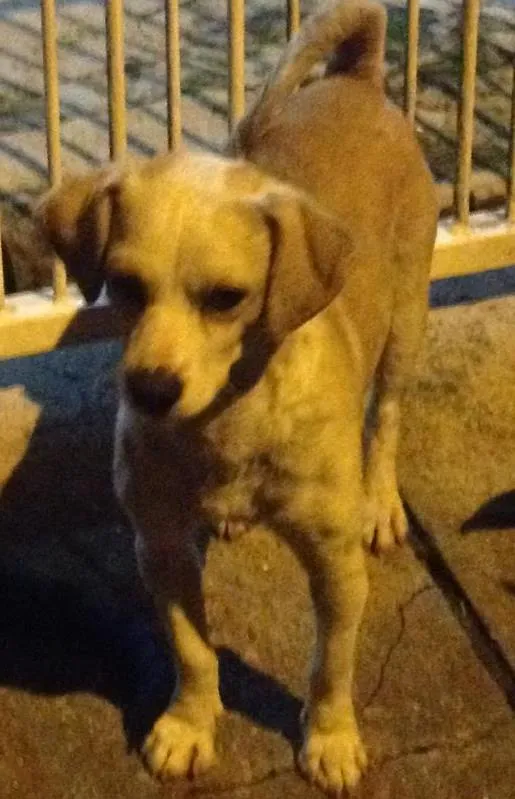 Cachorro ra a Vira-lata idade 7 a 11 meses nome PARA DOAÇÃO 
