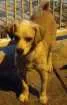 Cachorro raça Vira-lata idade 7 a 11 meses nome PARA DOAÇÃO 