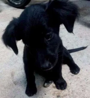 Cachorro raça Vira-lata idade 2 a 6 meses nome Sem nome