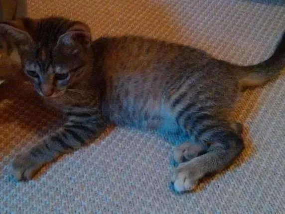 Gato ra a SRD idade 2 a 6 meses nome Adote Safira