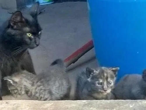 Gato ra a  idade Abaixo de 2 meses nome SEM NOME
