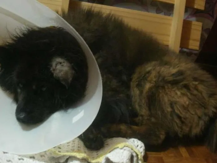 Cachorro ra a Chow Chow idade 6 ou mais anos nome Thariel