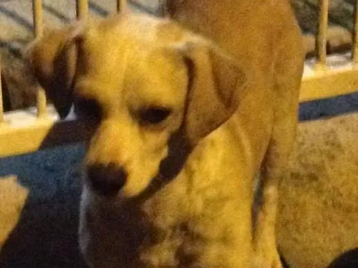 Cachorro ra a Vira-lata idade 7 a 11 meses nome PARA DOAÇÃO 
