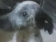 Fiona