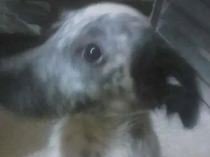 Cachorro ra a NRD idade 2 a 6 meses nome Fiona