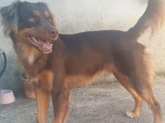Cachorro raça Vira-lata com uma raça que não conheço idade 1 ano nome Biscoito