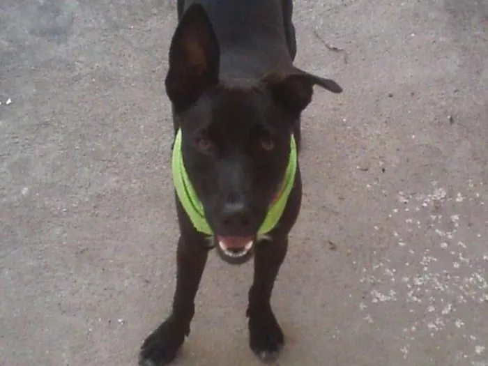 Cachorro ra a Sem raça idade 7 a 11 meses nome Mike