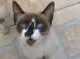 gatinho sem nome