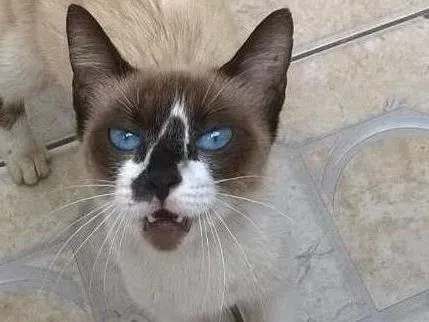 Gato raça  idade  nome gatinho sem nome