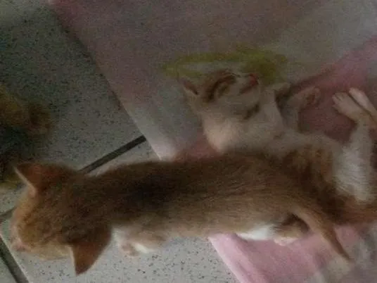 Gato raça  idade Abaixo de 2 meses nome Nãoo tem nome