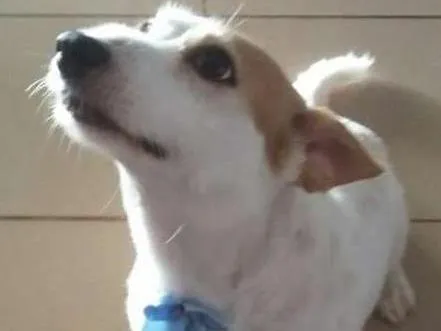 Cachorro ra a Viralata idade 6 ou mais anos nome Clara GRATIFICA