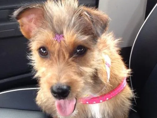 Cachorro ra a Indefinida idade 1 ano nome Sem nome