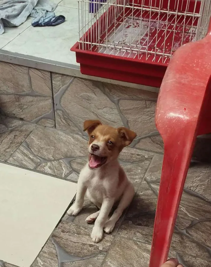 Cachorro ra a  idade 2 a 6 meses nome Théo