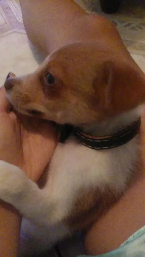 Cachorro ra a  idade 2 a 6 meses nome Théo