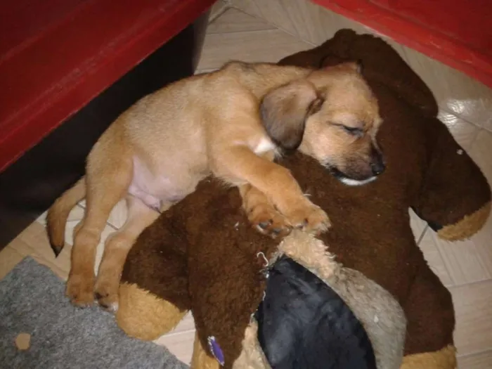 Cachorro ra a SRD idade 2 a 6 meses nome Adote Maik
