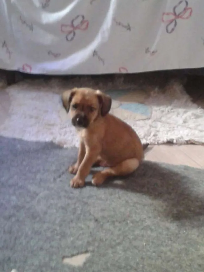 Cachorro ra a SRD idade 2 a 6 meses nome Adote Maik