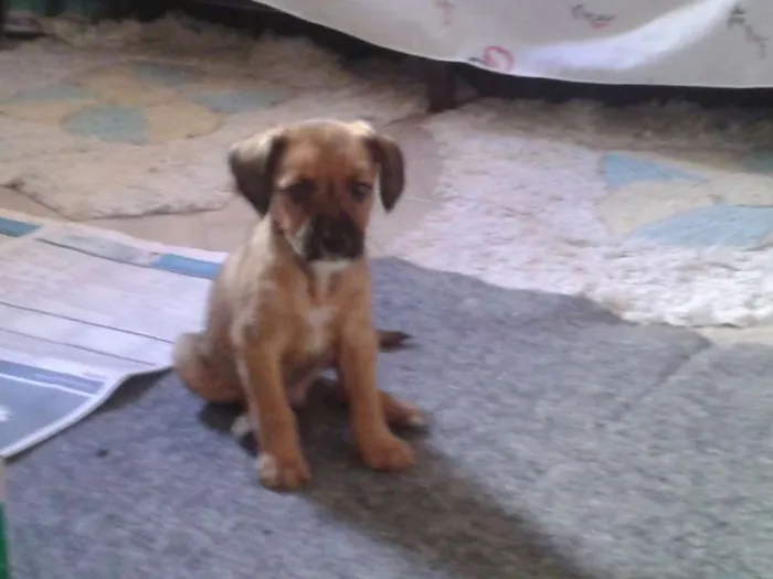 Cachorro ra a SRD idade 2 a 6 meses nome Adote Maik