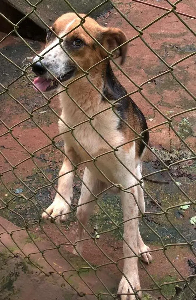 Cachorro ra a SRD idade 2 anos nome Sorriso