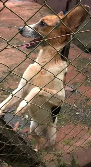 Cachorro raça SRD idade 2 anos nome Sorriso