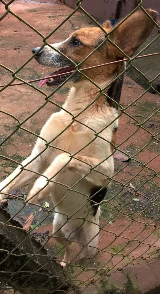 Cachorro ra a SRD idade 2 anos nome Sorriso