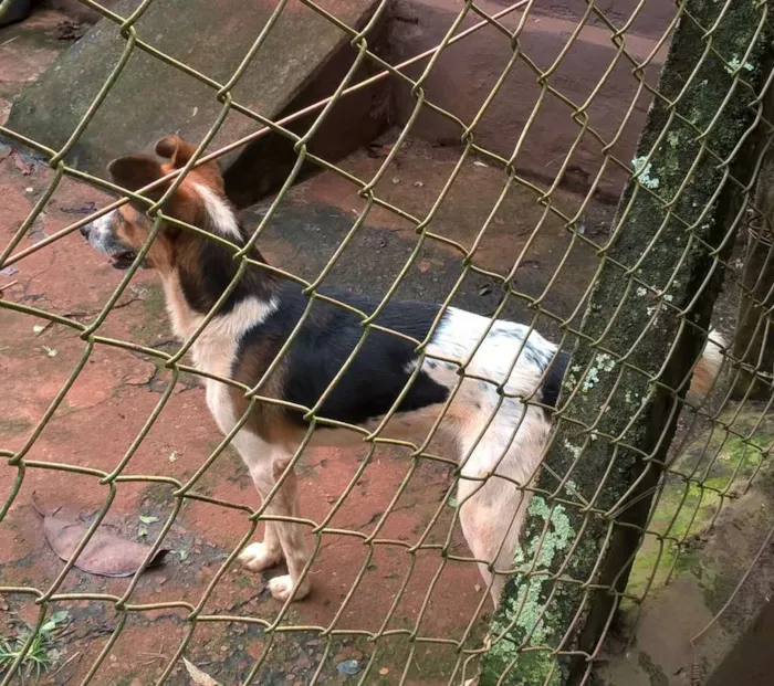 Cachorro ra a SRD idade 2 anos nome Sorriso