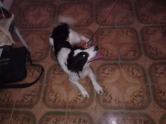 Cachorro raça SRD idade 2 anos nome ZAC