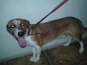 Cachorro raça SRD idade 2 anos nome Chiquinho