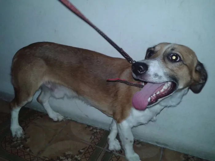 Cachorro raça SRD idade 2 anos nome Chiquinho