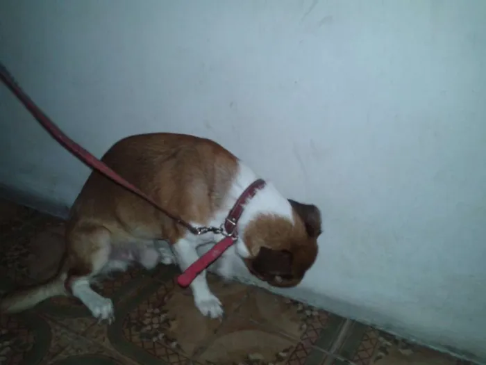 Cachorro raça SRD idade 2 anos nome Chiquinho