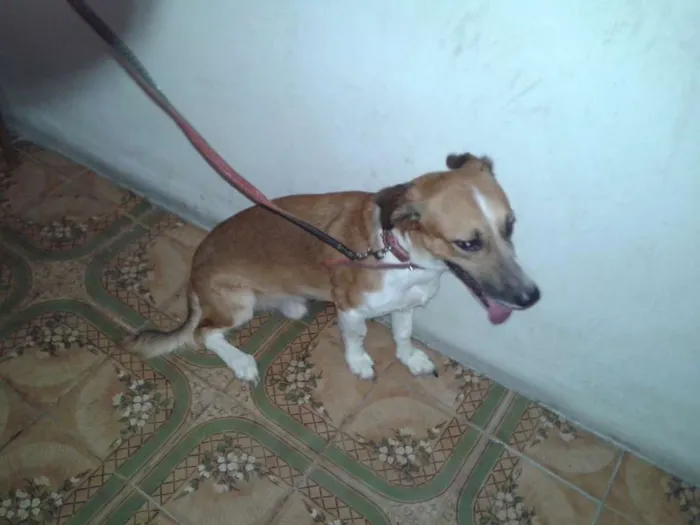 Cachorro raça SRD idade 2 anos nome Chiquinho