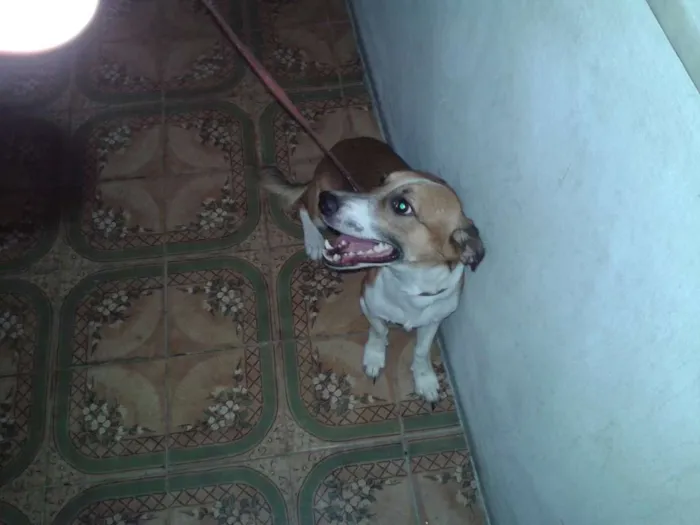 Cachorro raça SRD idade 2 anos nome Chiquinho