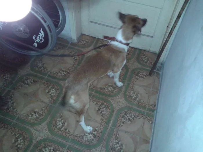 Cachorro raça SRD idade 2 anos nome Chiquinho