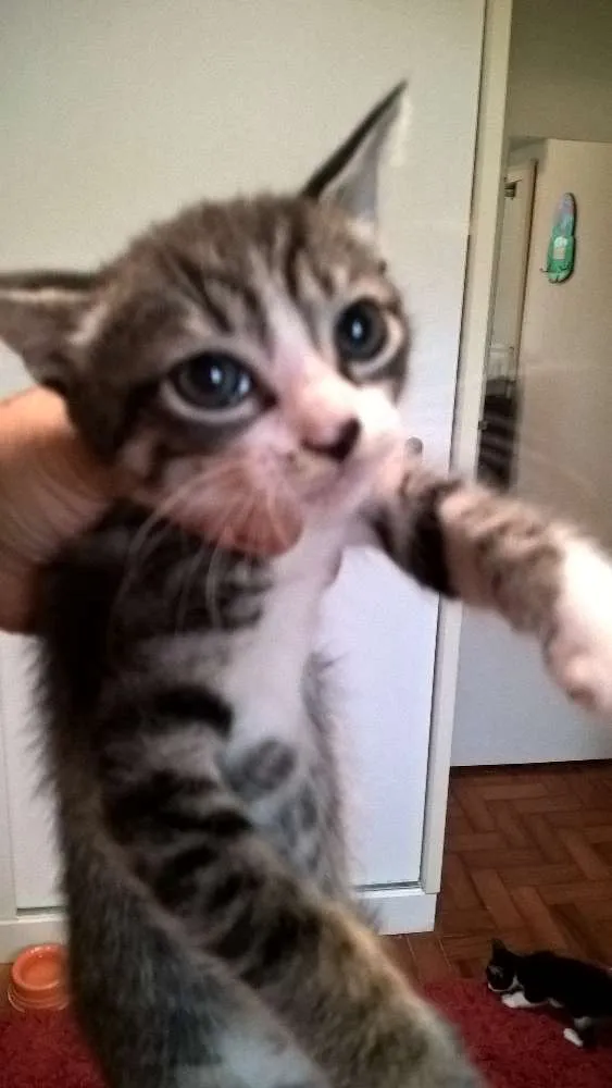 Gato ra a srd idade Abaixo de 2 meses nome hermione