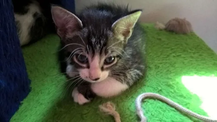 Gato ra a srd idade Abaixo de 2 meses nome hermione