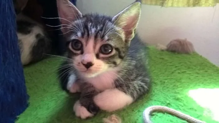Gato ra a srd idade Abaixo de 2 meses nome hermione