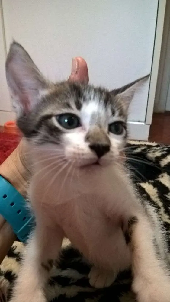 Gato ra a srd idade Abaixo de 2 meses nome ron