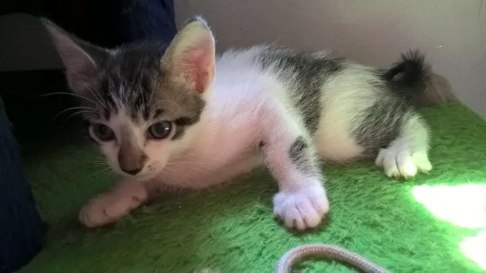 Gato ra a srd idade Abaixo de 2 meses nome ron